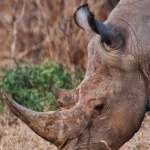 Элегантная африканская саванна в стиле Great Rhino Deluxe