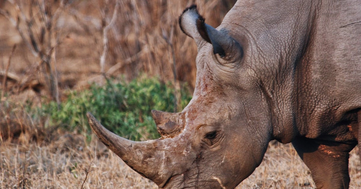 Элегантная африканская саванна в стиле Great Rhino Deluxe